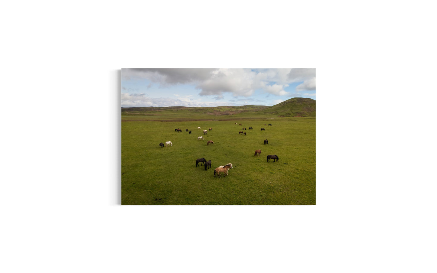 Landskabsbillede af en flok Islandskeheste på Island . Dronebillede af landskab, natur og arkitektur trykt som plakat eller på lærred til hjemmet.