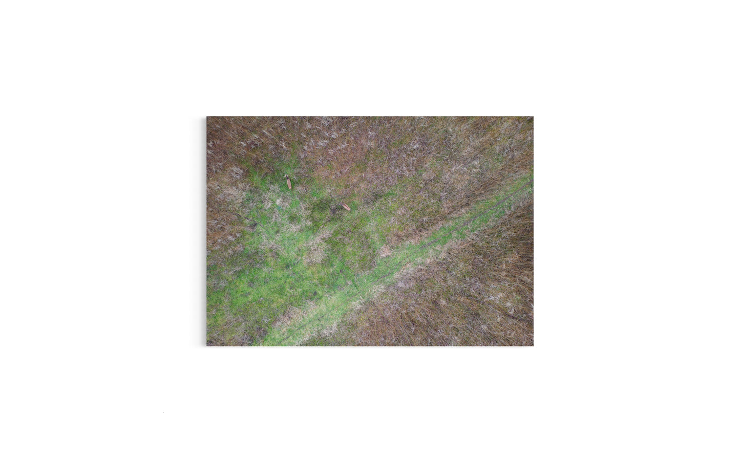 Landskabsbillede taget over en pilemark hvor krondyr ses. Dronebillede af landskab, natur og arkitektur trykt som plakat eller på fotolærred til hjemmet.
