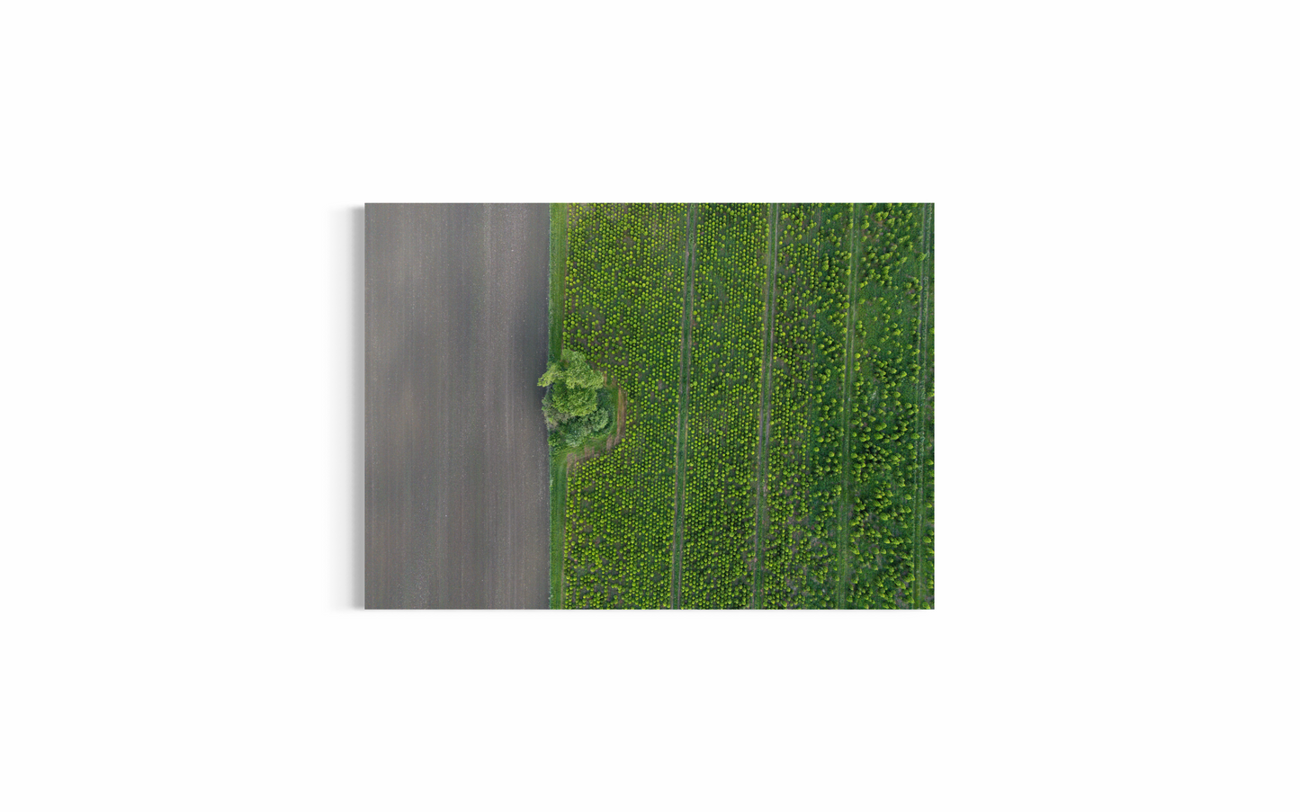 Sunny Christmas Trees | Dronebillede fra Danmark