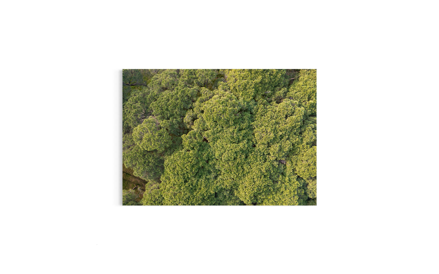 Treetops | Dronebillede fra Italien