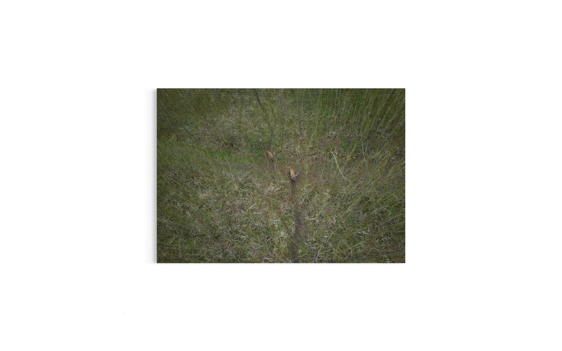 landskabsbillede taget over 
en pilemark hvor krondyr ses. Dronebillede af landskab, natur og arkitektur trykt som plakat eller på fotolærred til hjemmet.
